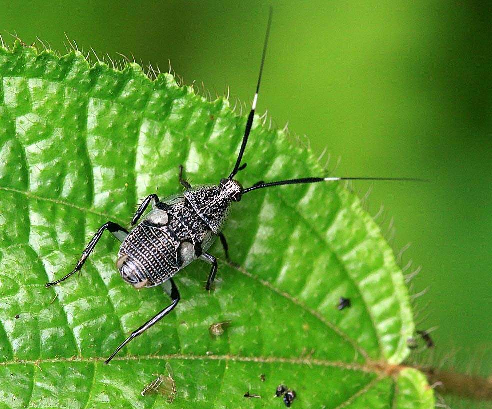 Image of Hemithyrsocera histrio (Burmeister 1838)