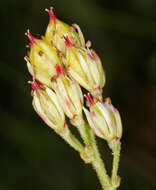 Image of western false asphodel