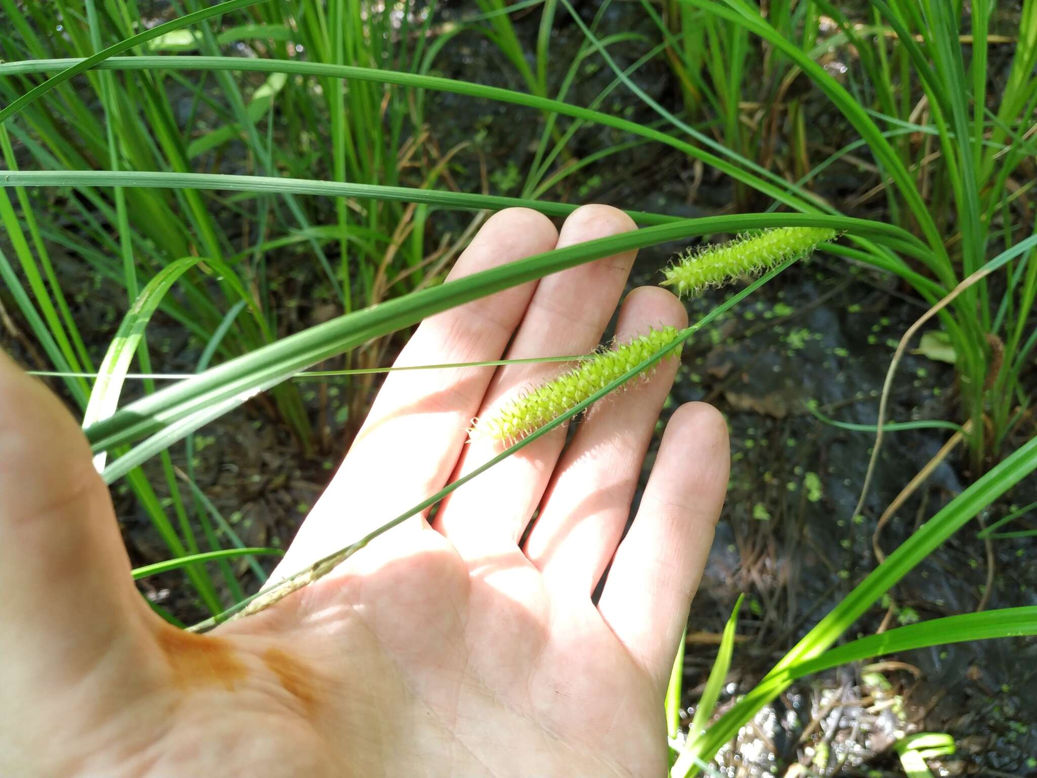 Image of beaked sedge