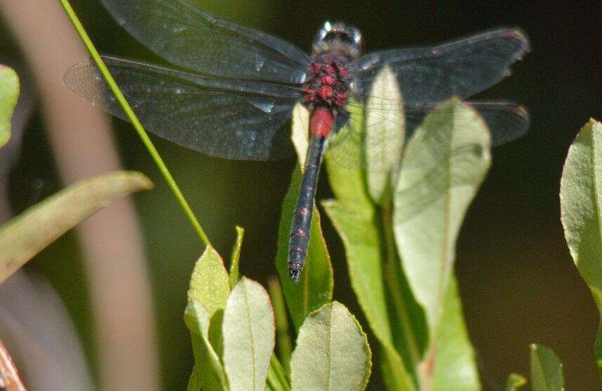 Image of Crimson-ringed Whiteface