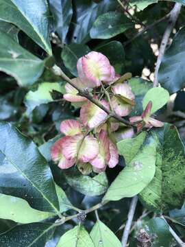 Image of Combretum kraussii Hochst.