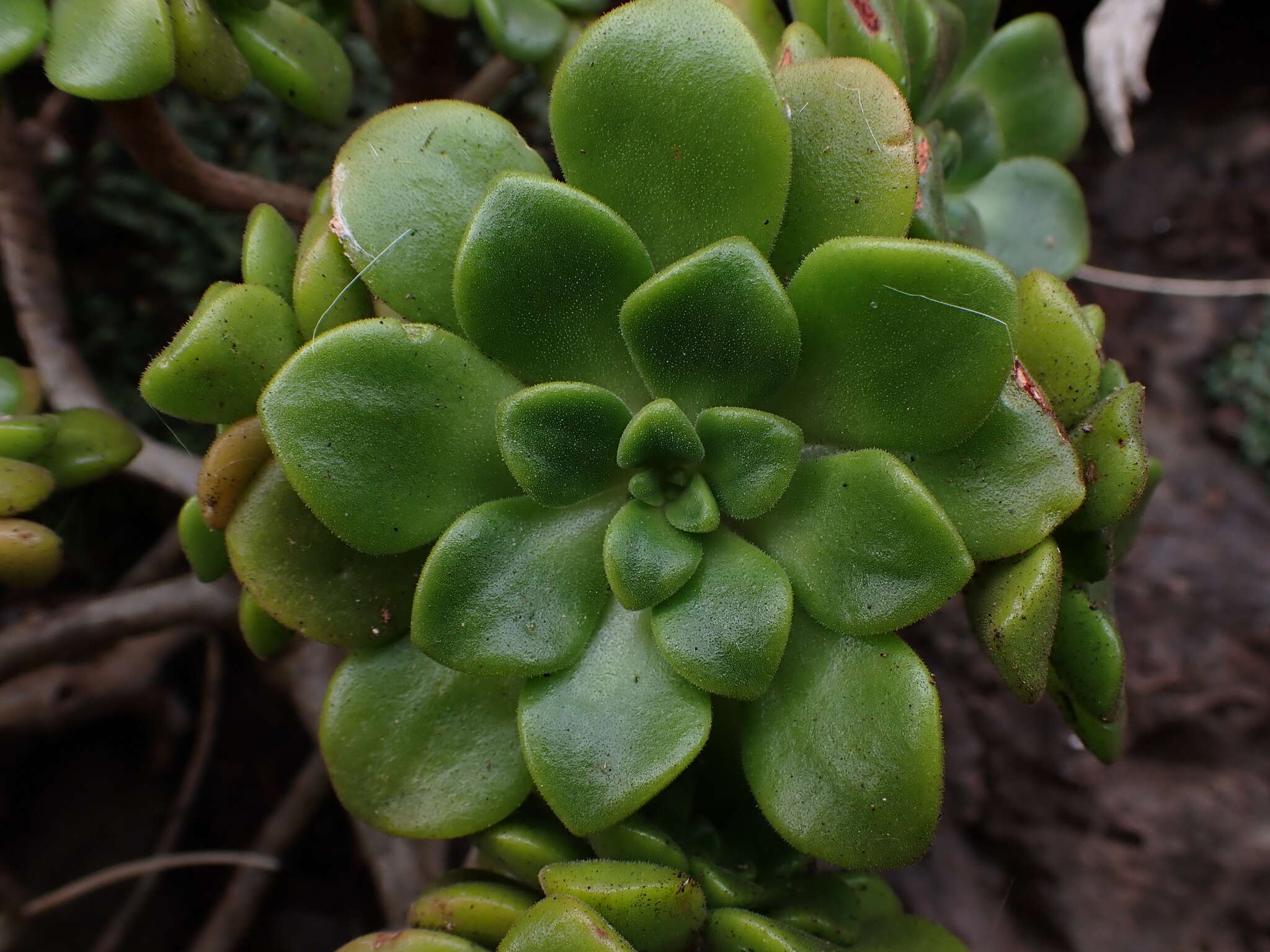 Image of Aeonium lindleyi subsp. lindleyi