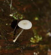 صورة Mycena fumosa Grgur. 2003