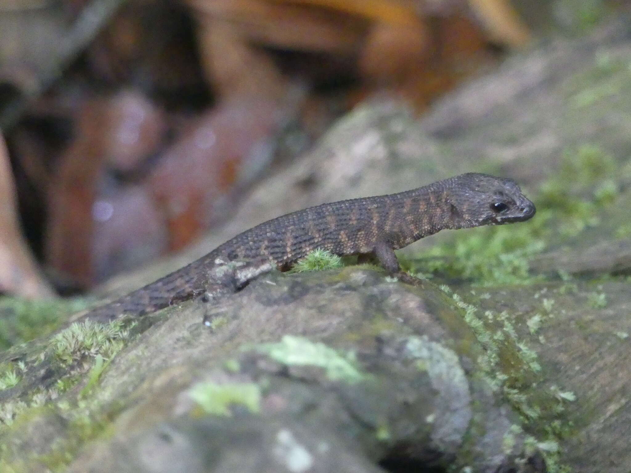 Image of Prickly Forest Skink