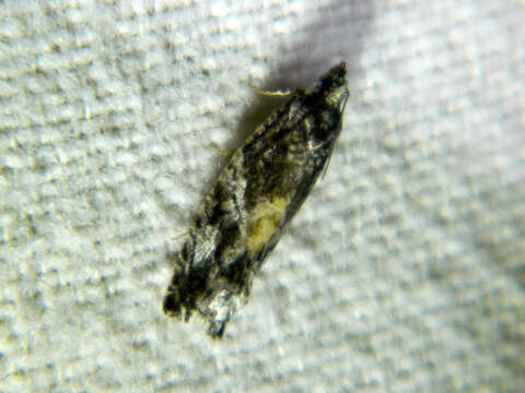 Image of Epinotia nisella Clerck 1759