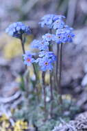 صورة Eritrichium nanum var. aretioides (Cham.) Herder