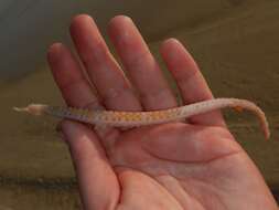 Image of Duncker&#39;s pipefish