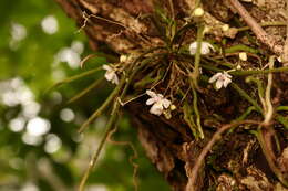 Image of Myrtle bells