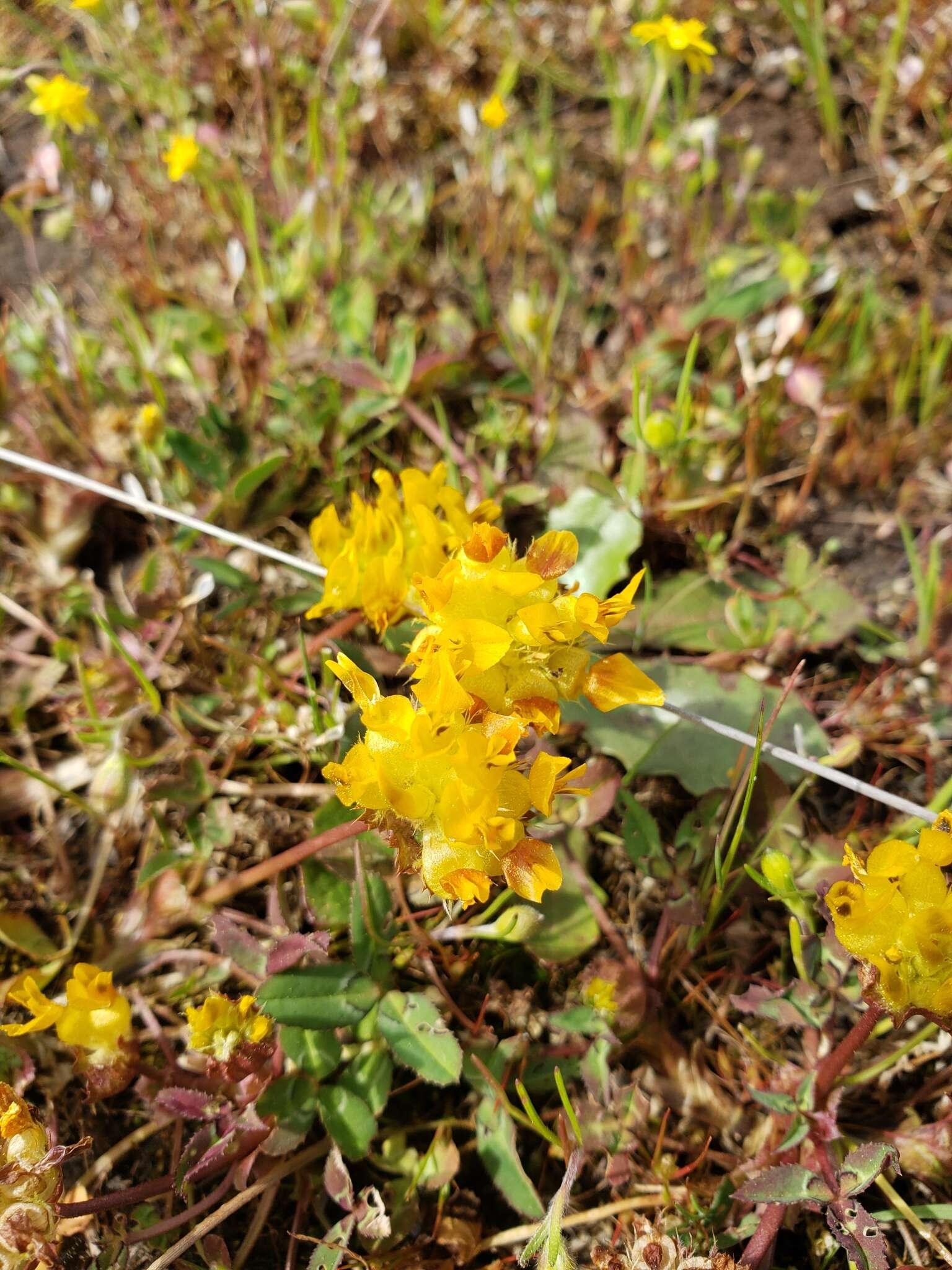 Sivun Trifolium jokerstii Vincent & Rand. Morgan kuva