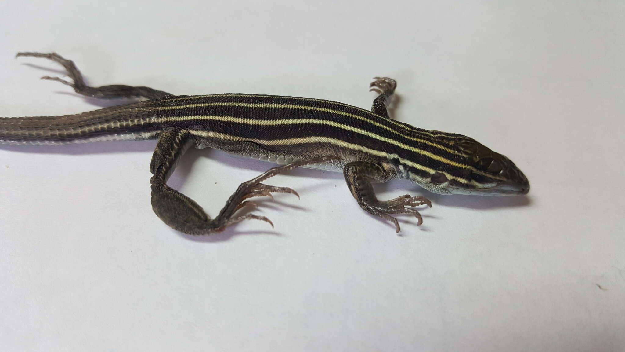 Image of Desert Grassland Whiptail