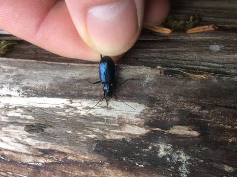 Image of Nebria (Catonebria) piperi Van Dyke 1925