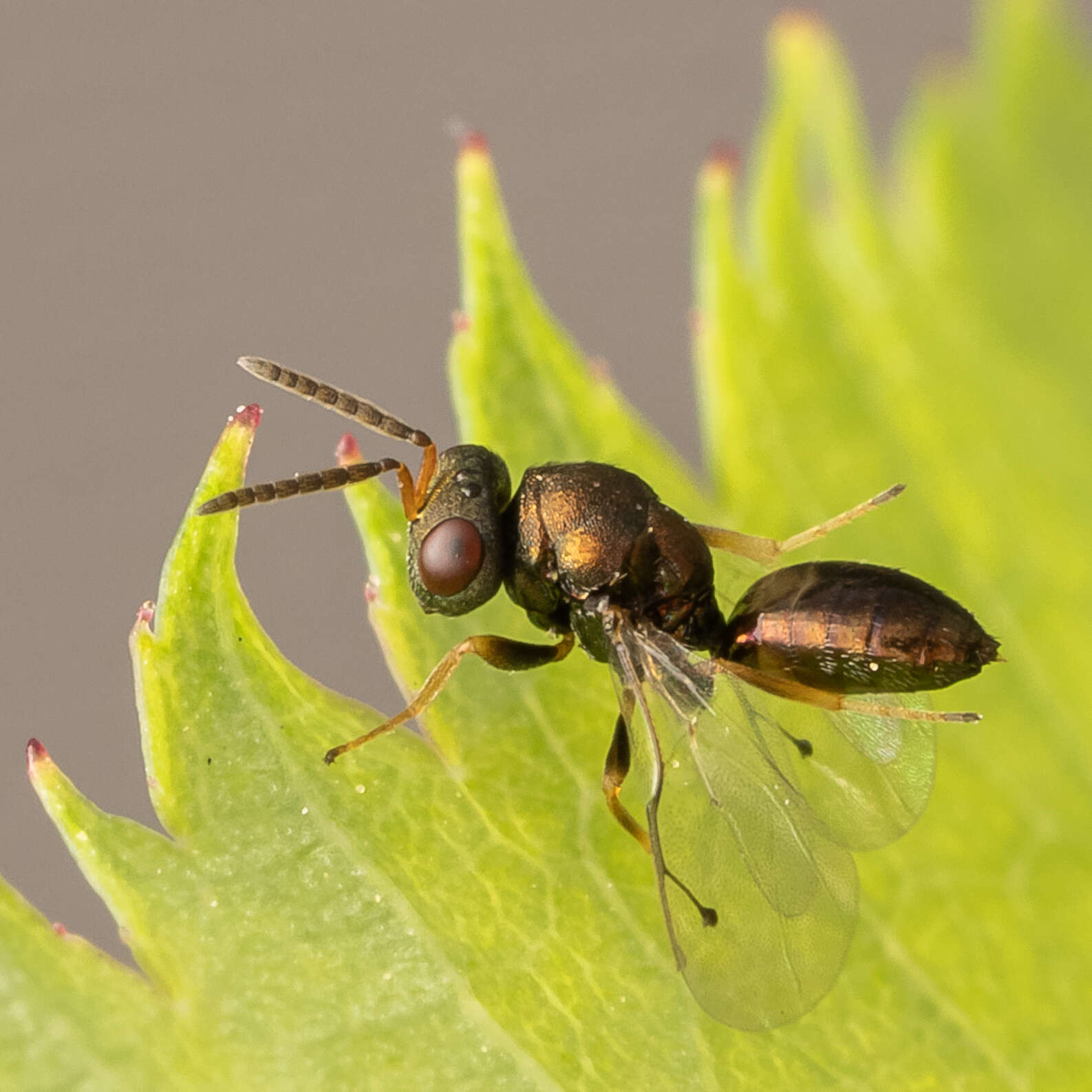 Image of Pteromalus bedeguaris (Thomson 1878)