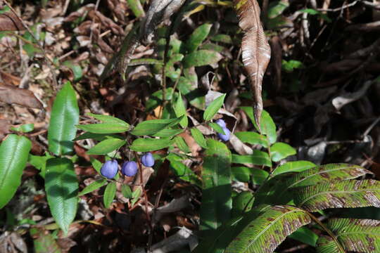 Image of Drymophila cyanocarpa R. Br.