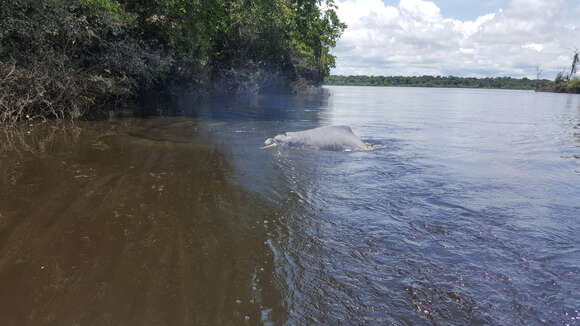 Image of river dolphins