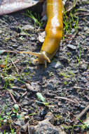 Image of California Banana Slug