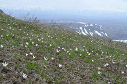 Image of Colchicum kesselringii Regel