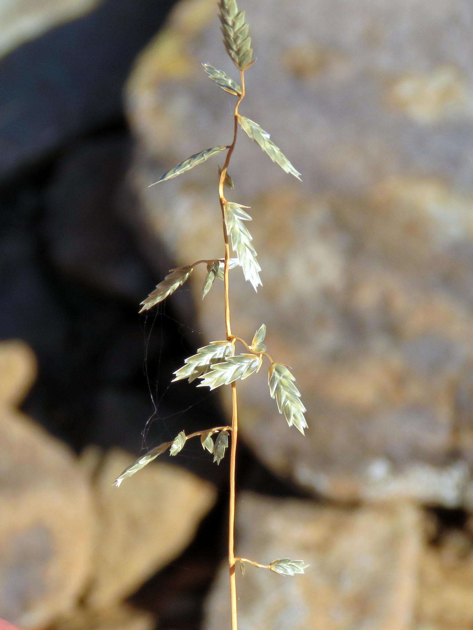 Image of Eragrostis nindensis Ficalho & Hiern