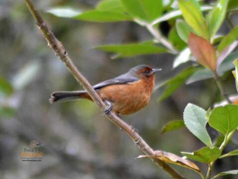 Image of Rufous-browed Conebill