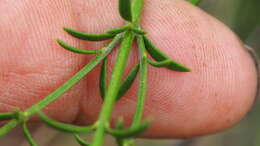 Image de Westringia tenuicaulis C. T. White & W. D. Francis