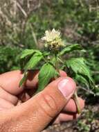 Image of Fendler's Waterleaf