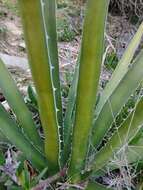 Image of Agave difformis A. Berger