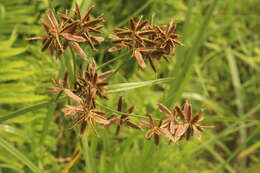 Cyperus nitidus Lam.的圖片