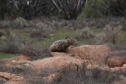 Image of Hairy-nosed Wombats