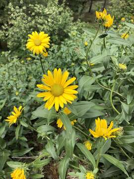 Sivun Helianthella uniflora (Nutt.) Torr. & A. Gray kuva