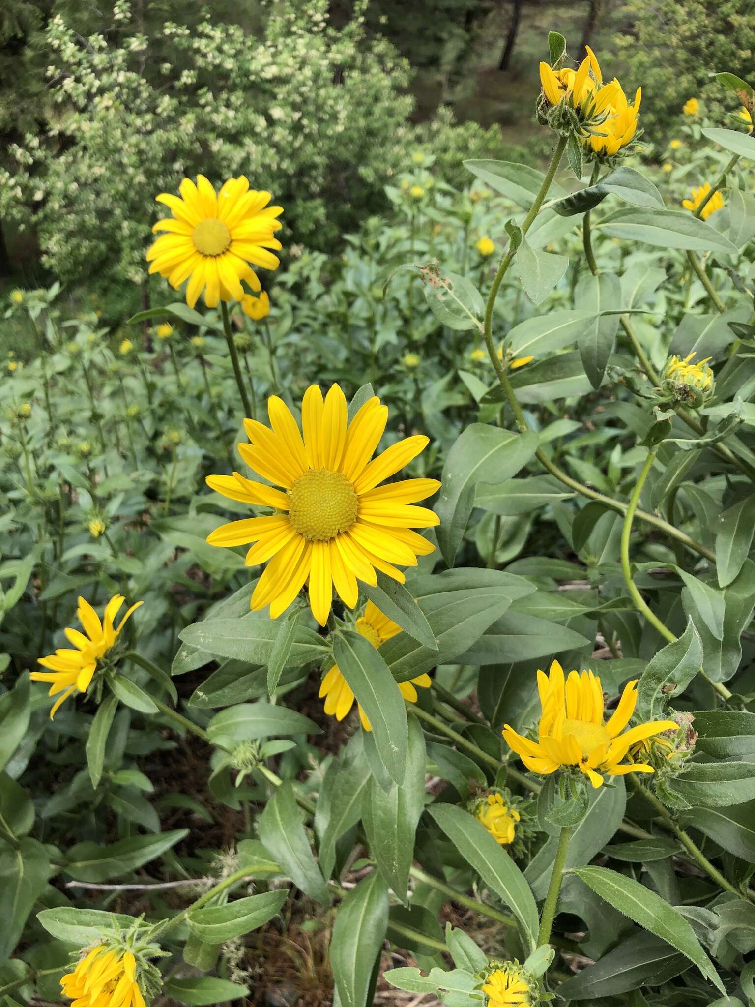 Image of oneflower helianthella