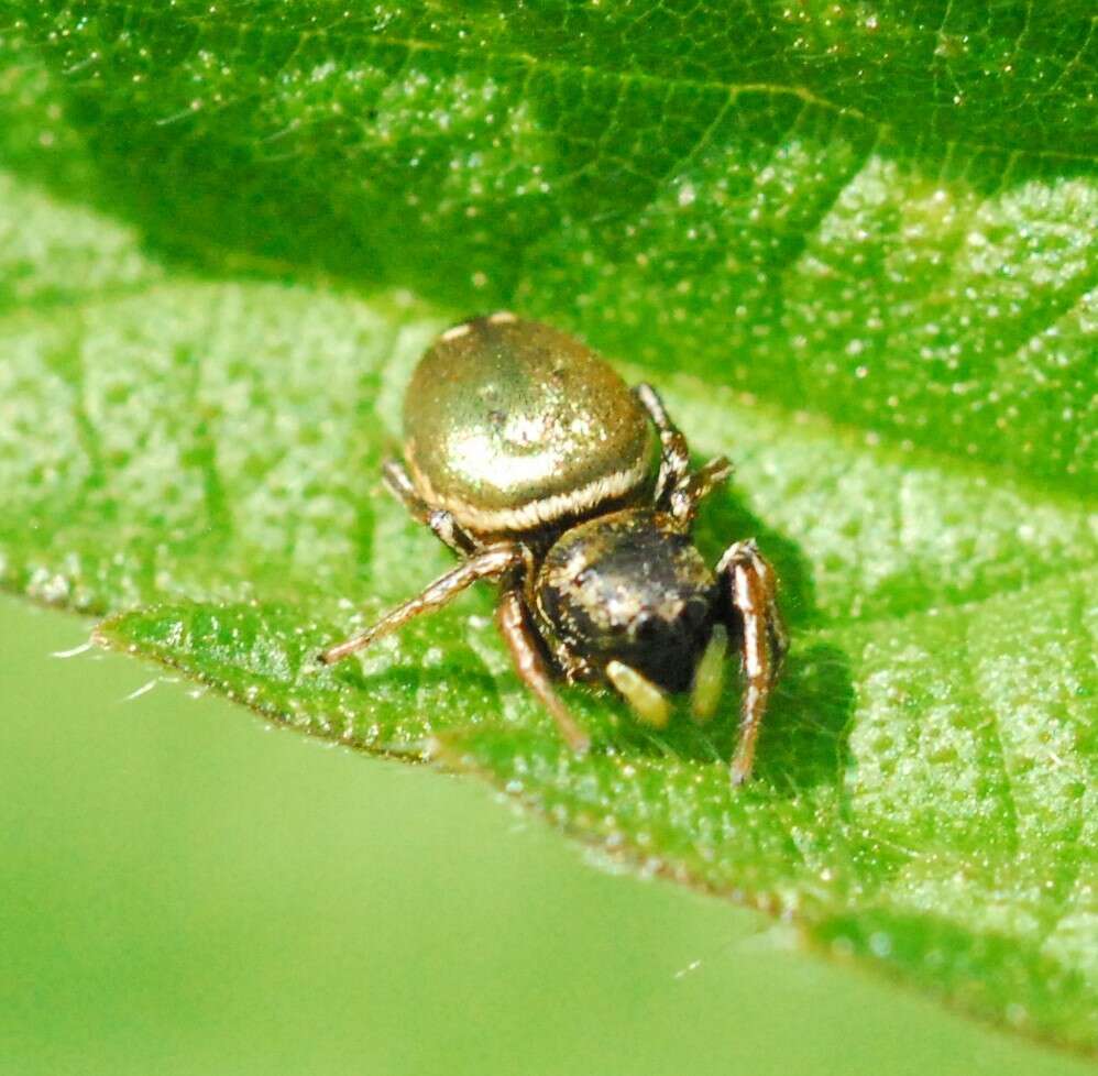 Image of Heliophanus aeneus (Hahn 1832)