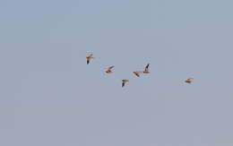 Image of Crowned Sandgrouse