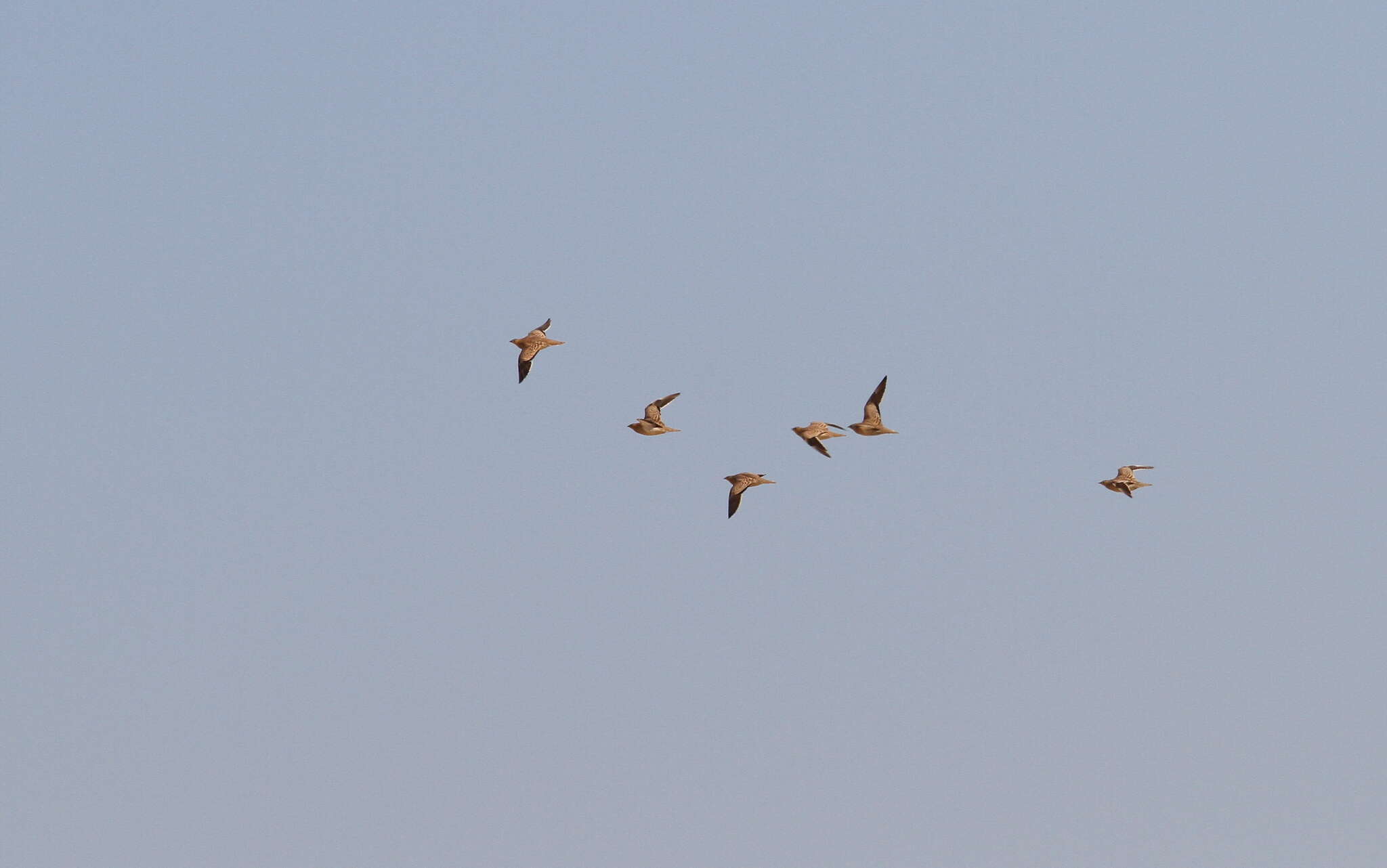 Image of Crowned Sandgrouse