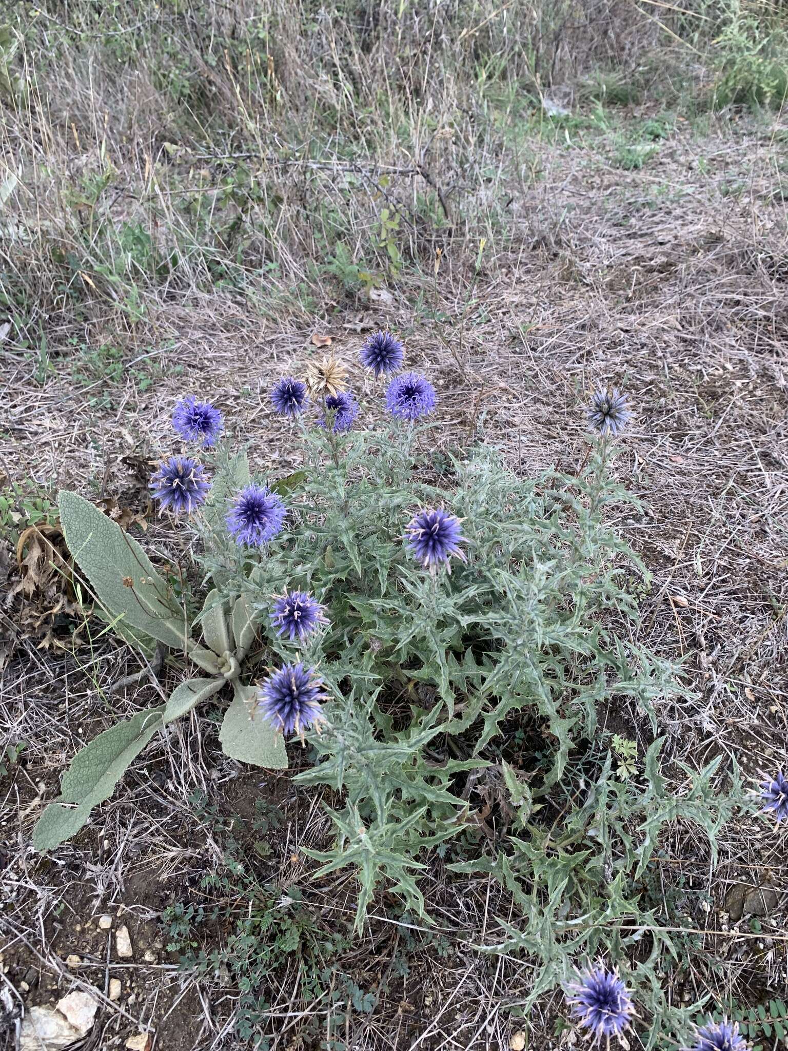 Image of Echinops microcephalus Sibth. & Sm.