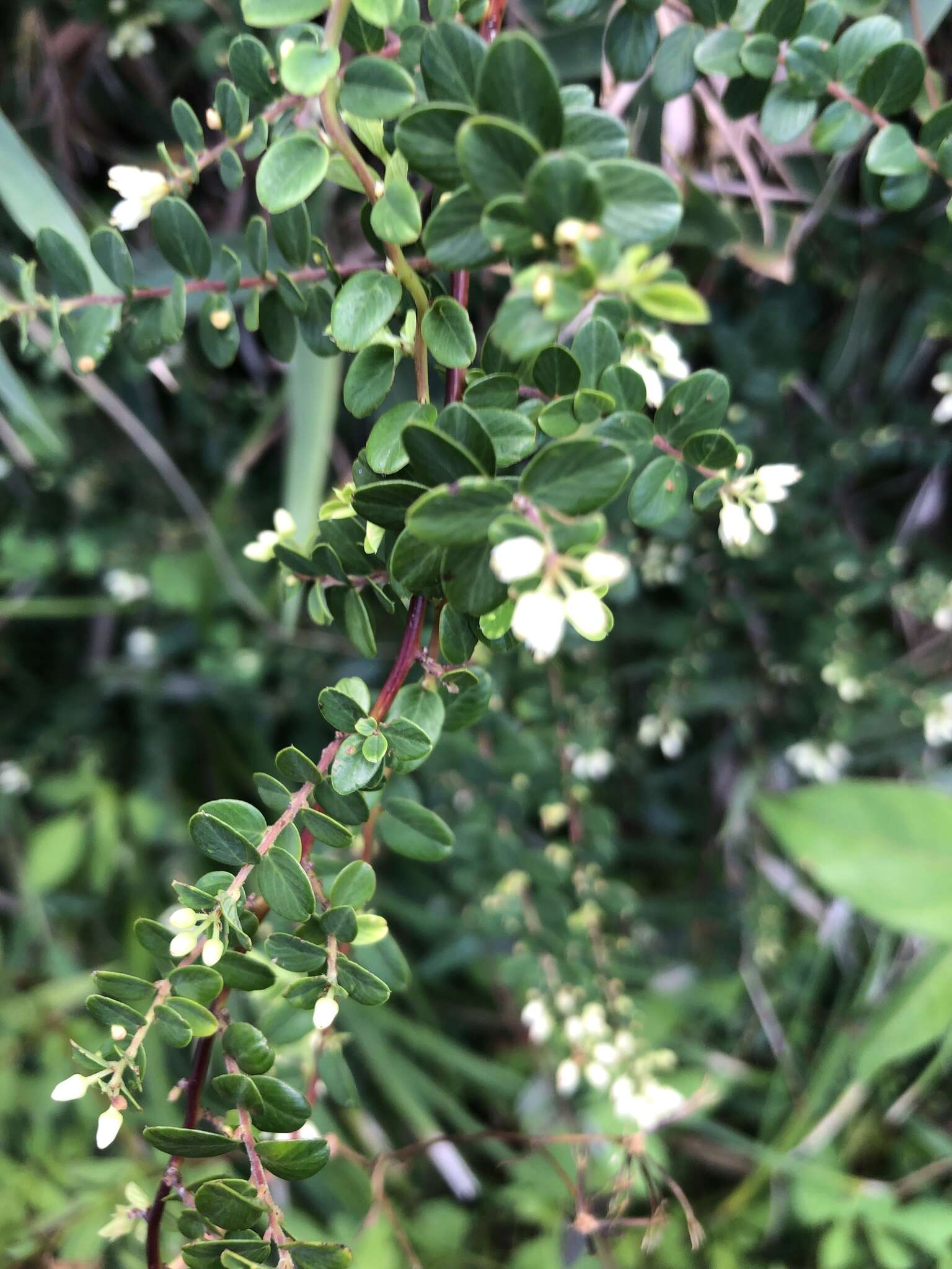 Image of Berchemia lineata (L.) DC.