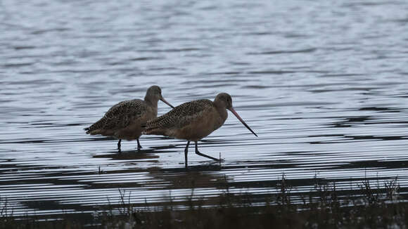 Image of Limosa fedoa beringiae Gibson & Kessel 1989