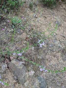 Слика од Stachys angustifolia M. Bieb.