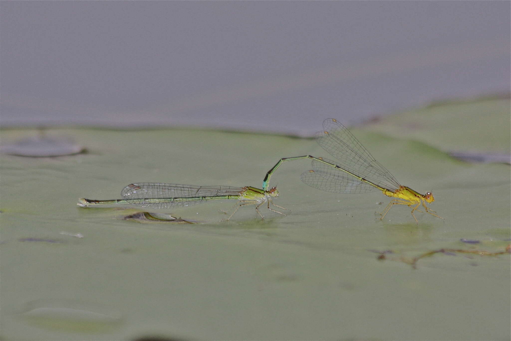 Image of Vesper Bluet