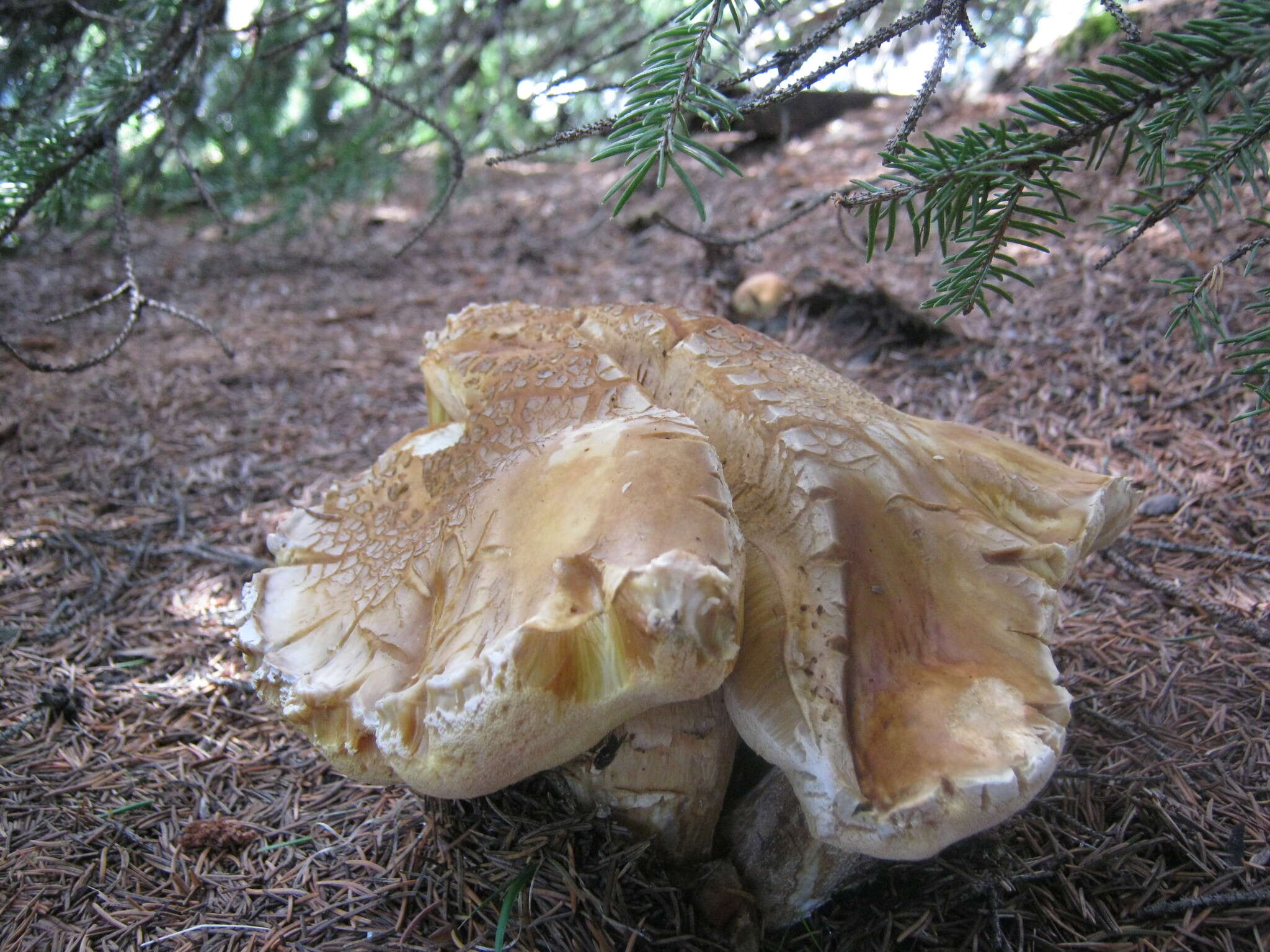 Sivun Boletus chippewaensis A. H. Sm. & Thiers 1971 kuva