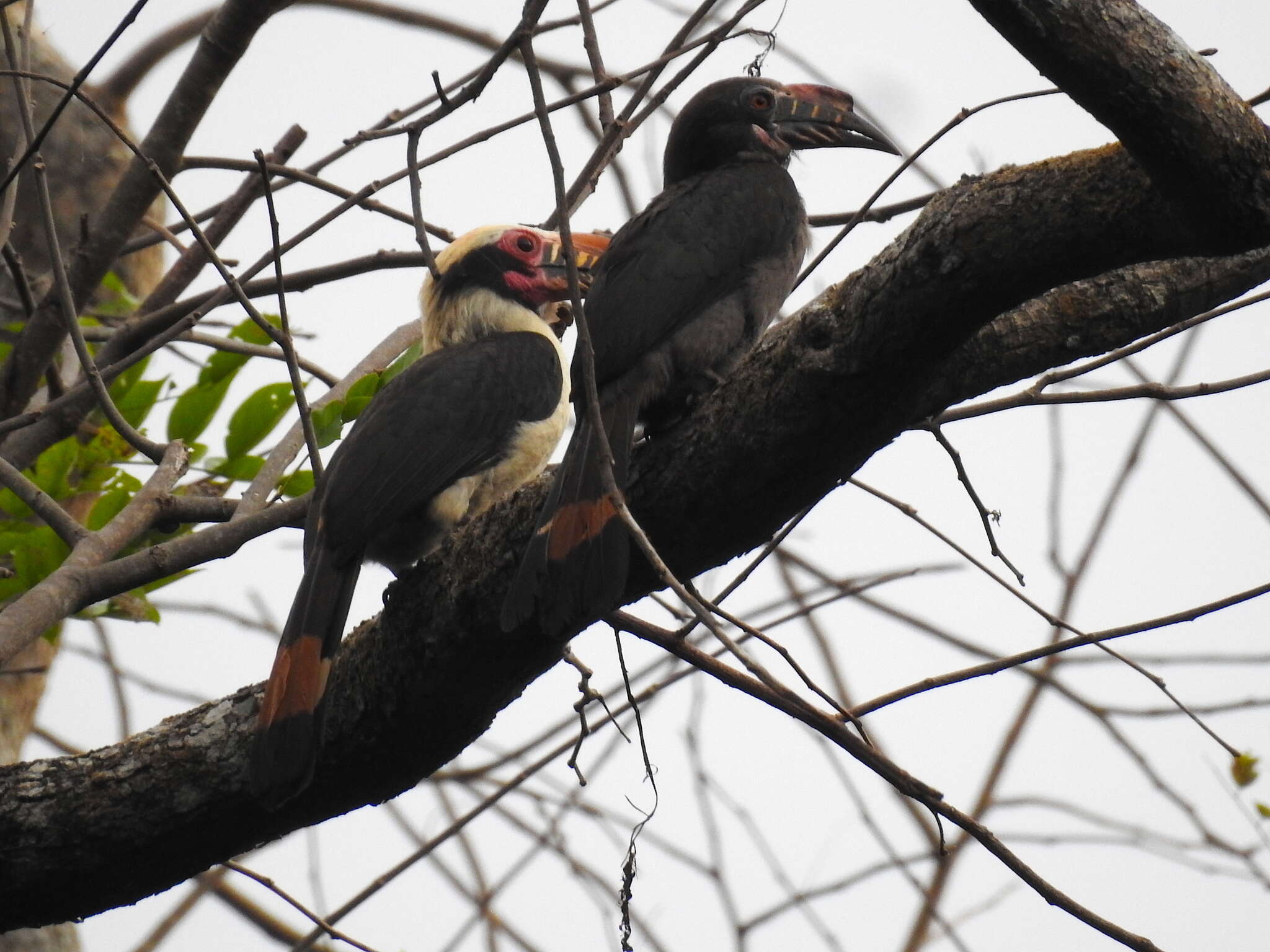 Image of Luzon Hornbill