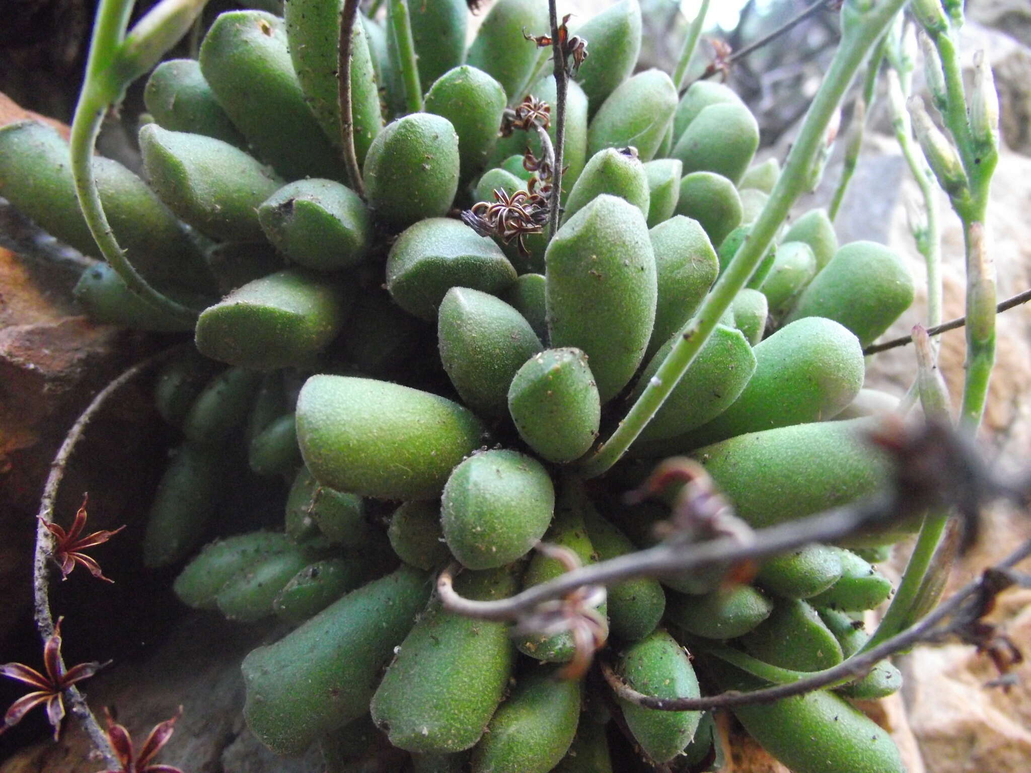 Imagem de Adromischus cristatus var. schonlandii (Phill.) Tölken