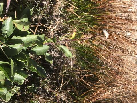 Image of Cutler's alpine goldenrod