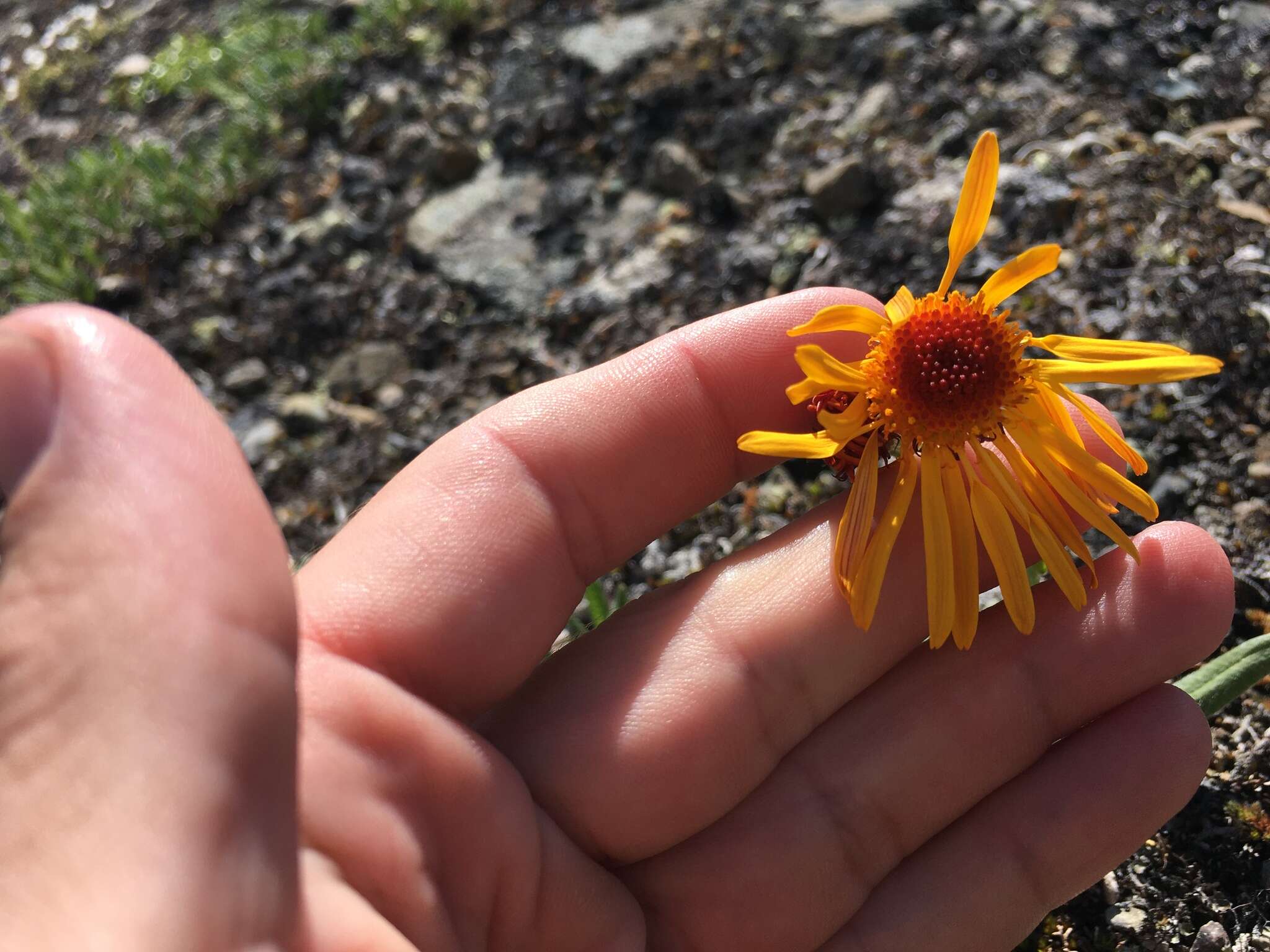 Image of fuscate groundsel