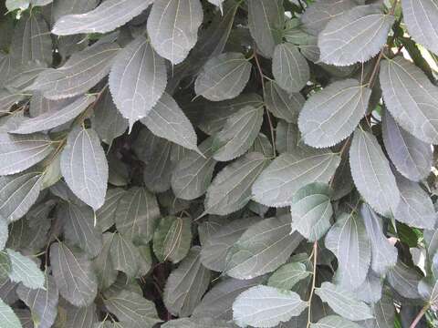 Image of African mulberry