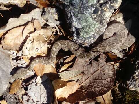 Image of Querétaro dusky rattlesnake