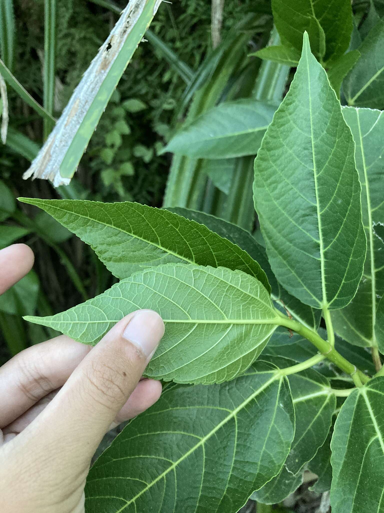 Image of Ficus cumingii Miq.