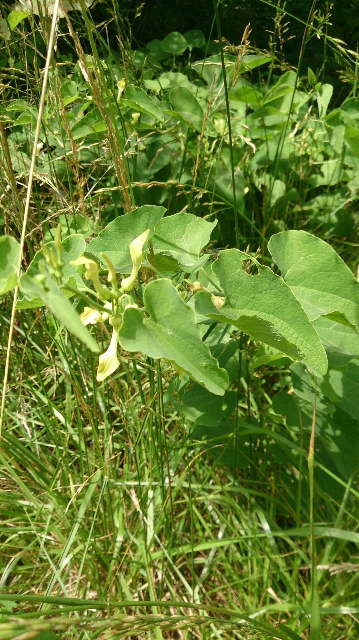 Plancia ëd Aristolochia clematitis L.