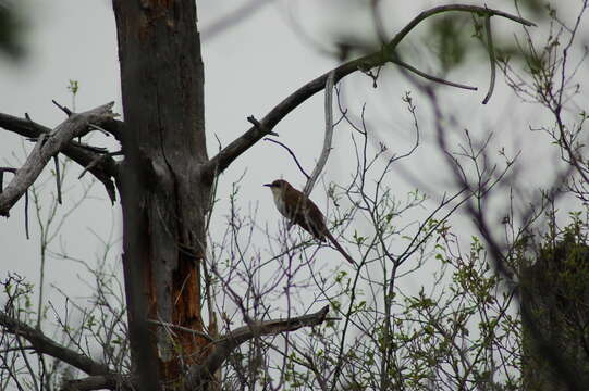 Image of Black-billed Cuckoo