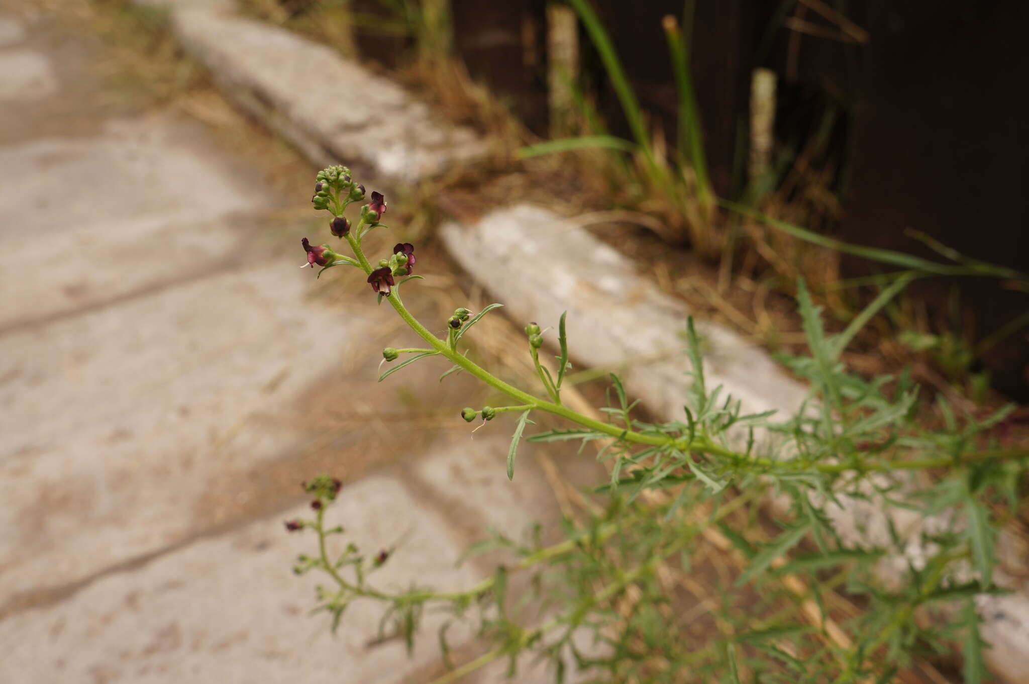 Image of Scrophularia multicaulis Turcz.