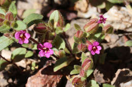 Image of Rattan's monkeyflower