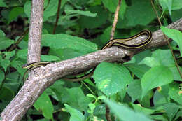 Image of Thamnophis saurita saurita (Linnaeus 1766)